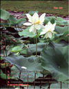 Белый Лотос – Nelumbo nucifera «alba»