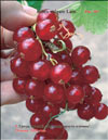 The red currants – Ribes vulgare Lam