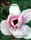 Magnolia Soulangiana – hybrid «Iolannthe»