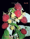 the red raspberries – Rubus daeus