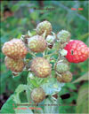 The red raspberry – Rubus daeus