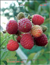 the red raspberries – Rubus daeus