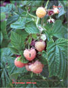 the yellow raspberry – Rubus ellipticus