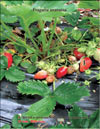 The strawberry – Fragaria ananassa