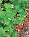 the strawberry – Fragaria ananassa