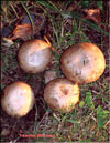 Гриб шитаки – Shiitake