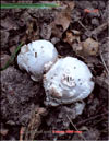 Amanita Strobiliformis