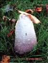 Coprinus comatus