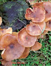 Pleurotus Ostreatus