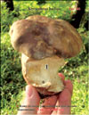 Orange-cap Boletus – Xerocomtus badius