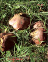 Chalciporus piperarus