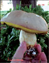 White mushroom – Boletus edulis