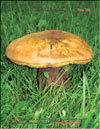 Boletus edulis