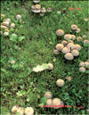 Meadow Armillaria – Marasmius oreades