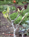 Magnolia «Butterflies»