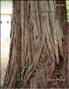 Sequoia Sempervirens