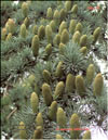 Cedrus Atlantica f. Glauca