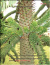 Araucaria araucana – Араукария чилийская