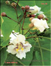 Catalpa bignoides (êàòàëüïà)