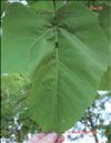 Catalpa bignoides (катальпа)