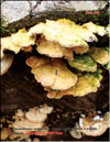 Polyporus tomentosus