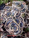 The first Maitake's filial micelium