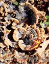 The second Maitake's filial micelium