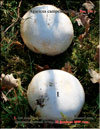 More Champignons in winter