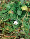 Daisies in February