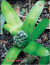 Hyacinths in February