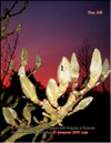 Magnolia buds in February