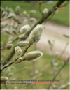 Magnolia buds in February