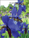 Iris germanica