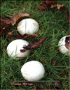 Champignon – Agaricus campestris Fr.