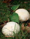 Шампиньоны Agaricus campestris Fr.