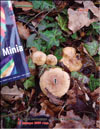 Armillaria mellea