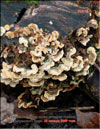 Maitake Grifola frondosa in January