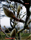 Magnolias buds in ice armour