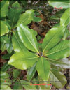 Magnolia Grandiflora in January