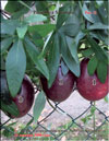 Passiflora Sayonara's fruits