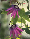 Passiflora Amethystina Tocaja