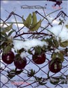 Passiflora Sayonara's fruits