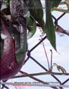 Passiflora Sayonara's fruits