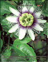 Passiflora Caerulea