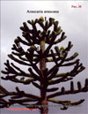 Обезьянье дерево – Araucaria araucana