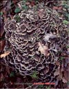 Maitake – Grifola frondosa