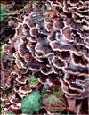 Maitake – Grifola frondosa