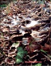 Maitake – Grifola frondosa