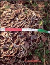 Maitake – Grifola frondosa