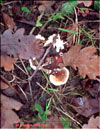 Maitake – Grifola frondosa